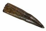 Fossil Rooted Crocodile Tooth - South Dakota #115739-1